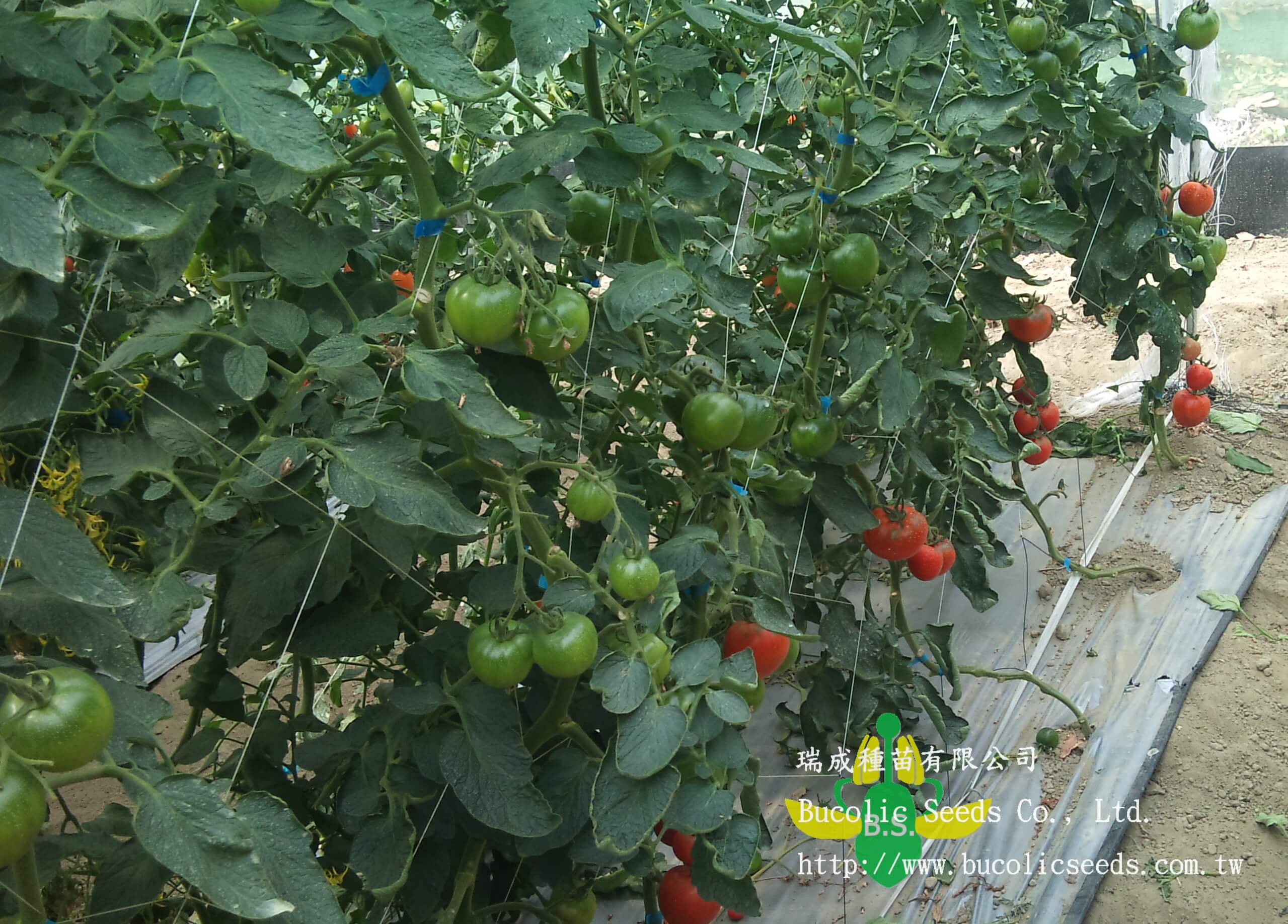 Green Shoulder Tomato 928 - Green Shoulder Tomato 928